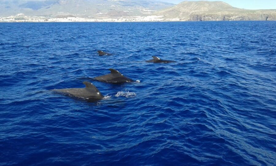 Tenerife: 5-Hour Whales and Dolphins Tour - Tour Overview and Pricing