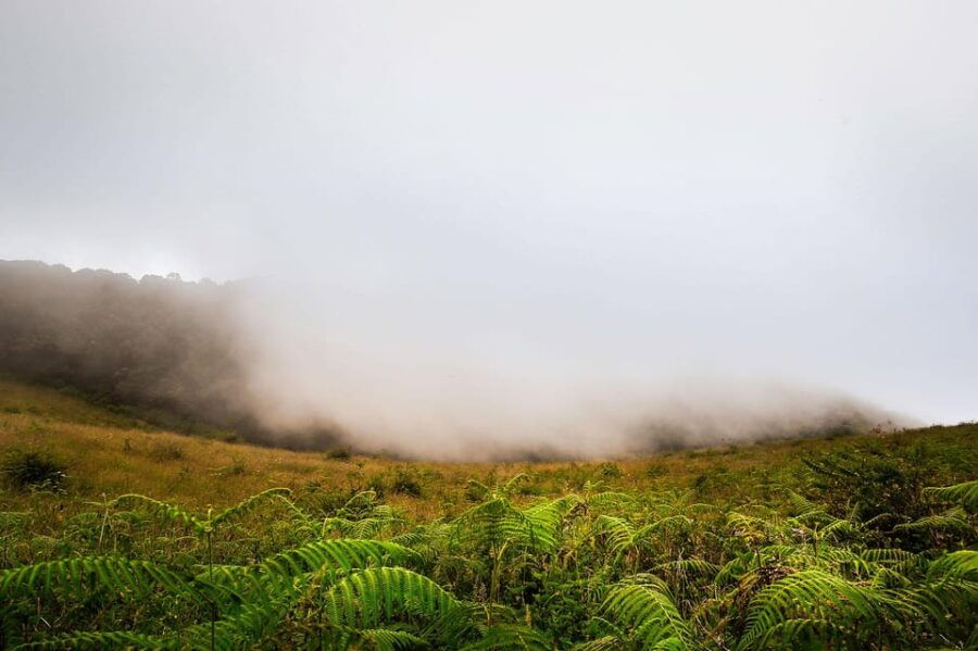 Chiang Mai: Doi Inthanon & Pha Dok Siew Nature Trail Trek - Tour Overview