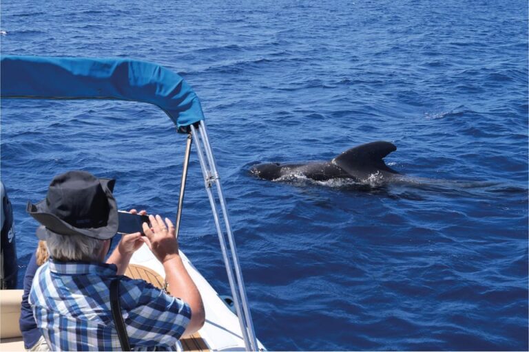 Costa Adeje: Whale Watching Eco Experience With Hydrophone.