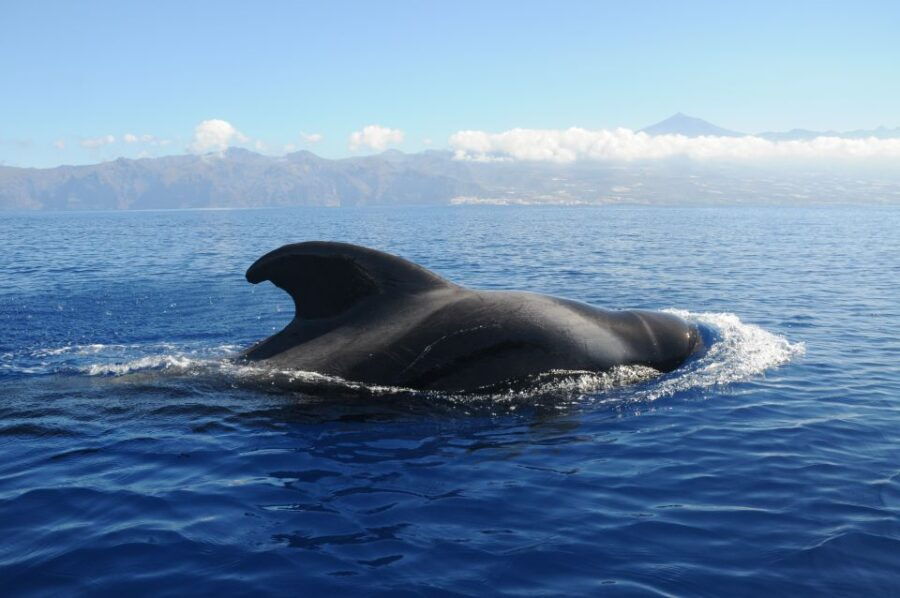 From San Juan Beach : Marine Life Cruise - Tour Overview