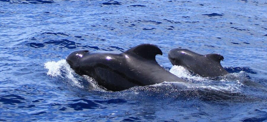 Fuerteventura: Dolphin Watching and Lobo Island Combo Cruise - Activity Overview