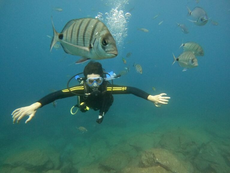 Tenerife: Beginners Scuba Dive Experience in Turtle Area