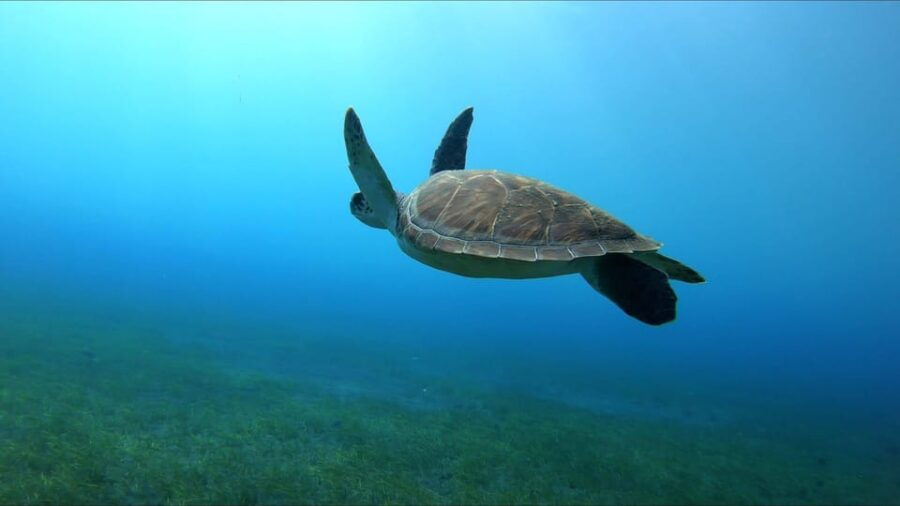 Tenerife, El Médano: Diving Baptism - Booking and Availability