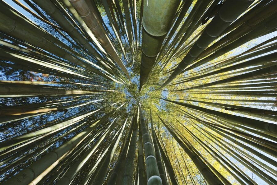 The Bamboo Grove in Cévennes Ticket - Ticket Details