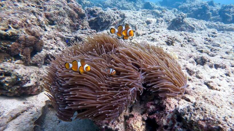 2 Dives at Stunning Beach Coral Reef in the Heart of Phuket - Activity Overview