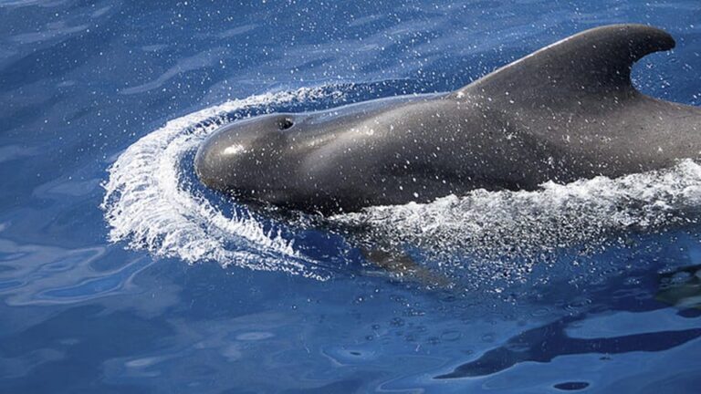 3h Whale Watching Share Tour Beneteau Oceanis 440