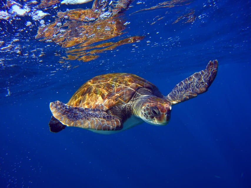 Abades: Paddle Surf and Snorkel With Turtles in a Volcanic Reef - Exploring Tenerifes Volcanic Reef