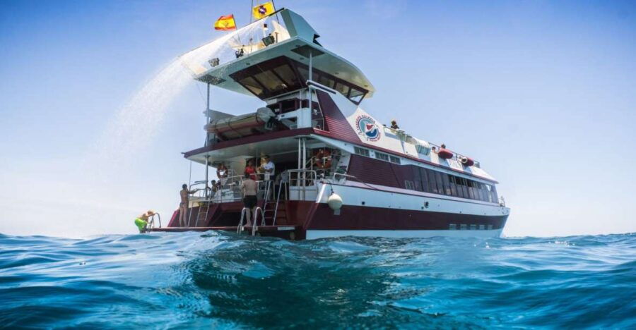 Adeje: Whale and Dolphin Watching Cruise With Lunch and Swim - Overview and Pricing