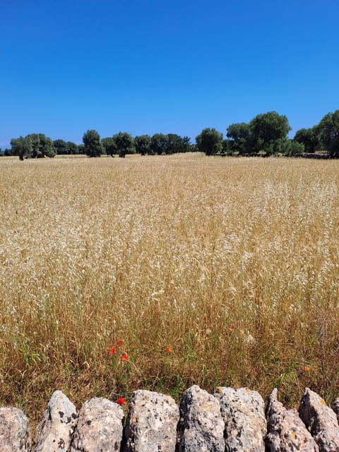 Alberobello: E-Bike Tour and Orecchiette Cooking Class - Overview of the Tour