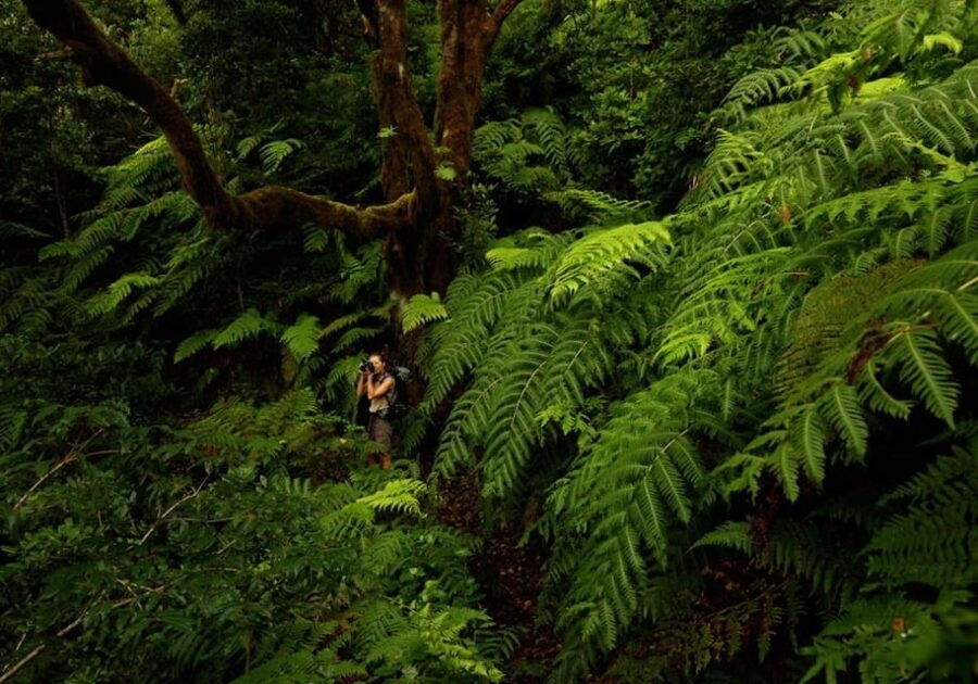 Anaga, La Laguna and Tacoronte-Acentejo - Forests, History and Wines: VIP Tour - Exploring the Unique Landscapes of Tenerife