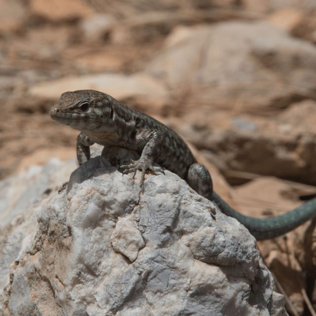 Andratx: Boat Tour to Dragonera Island + Sant Elm