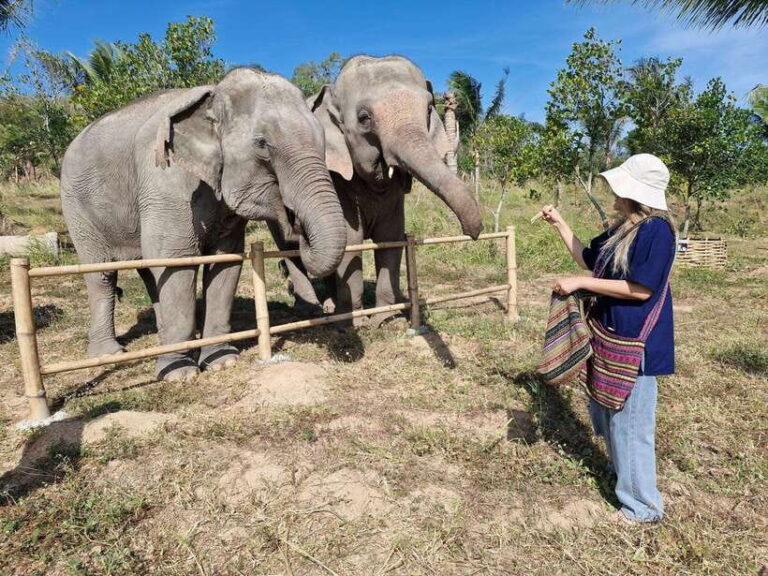Bangkok: Elephant Sanctuary and Khao Kheow Open Zoo Tour