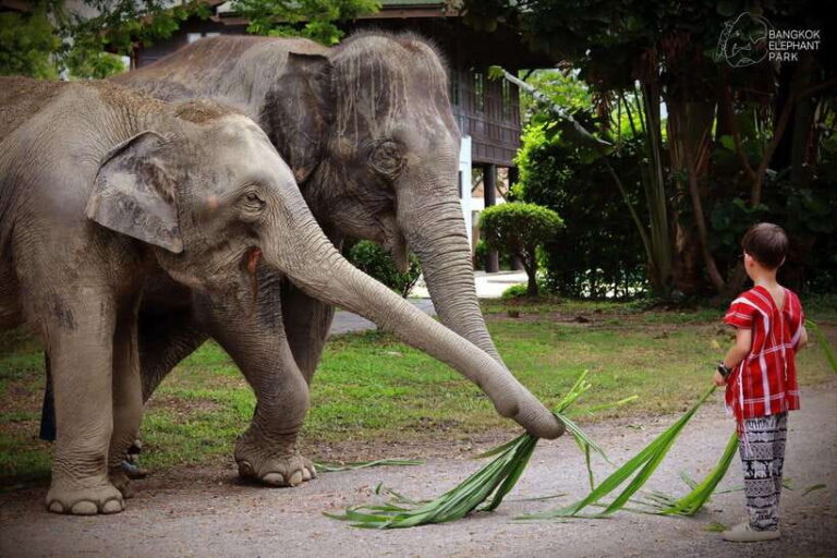 Bangkok: Ethical Elephant Care Half-Day With Transfers