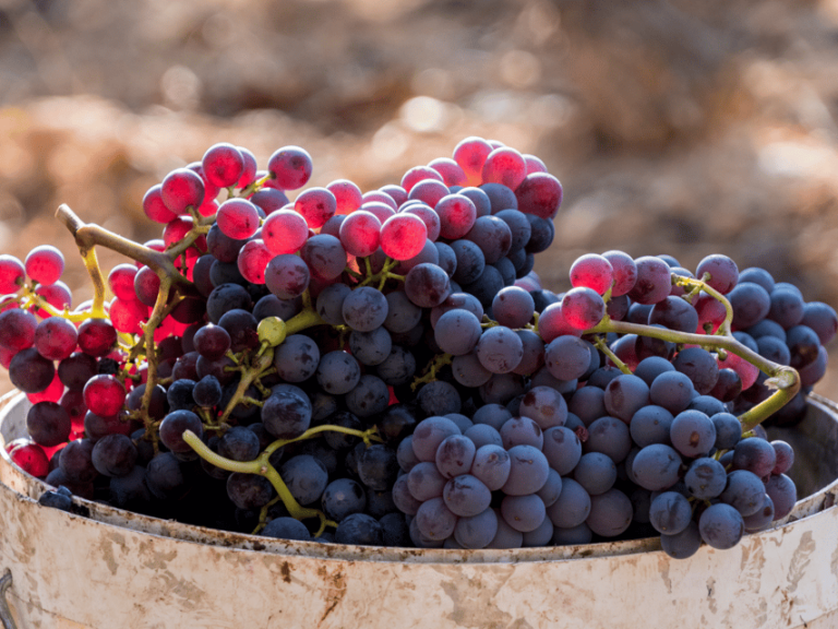 Barcelona: Priorat Wine Tour & Tastings and Lunch