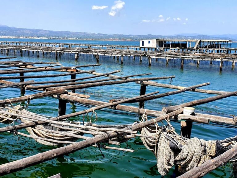 Barcelona: Tuna Baths in the Ebro Delta Route and Olive Tree Tour