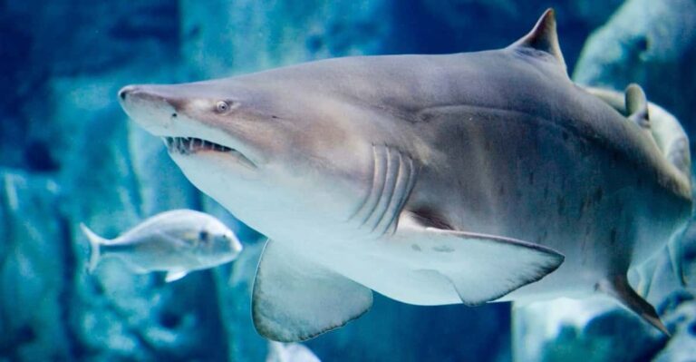Bioparc Aquarium of Gijon Entry Ticket