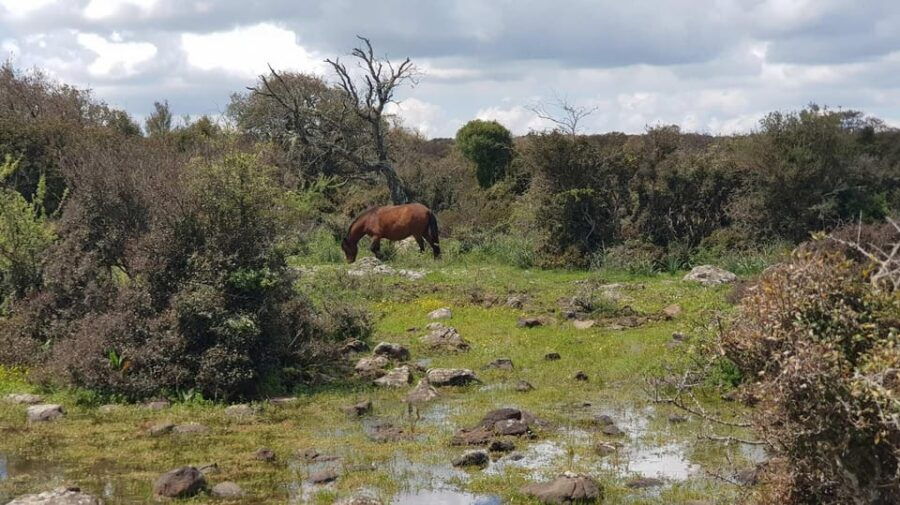 Cagliari: Nuraghe Barumini and Giara Park With Wine Tasting - Overview of the Tour Experience