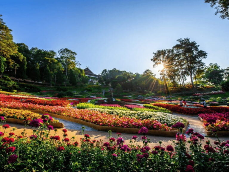 Chiang Mai: Doi Tung, Doi Mae, Salong Day Trip With Driver