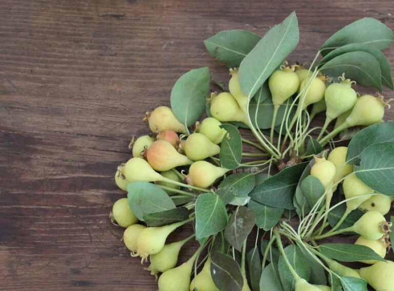 Cisternino: Make a Soap With Extra Virgin Olive Oil