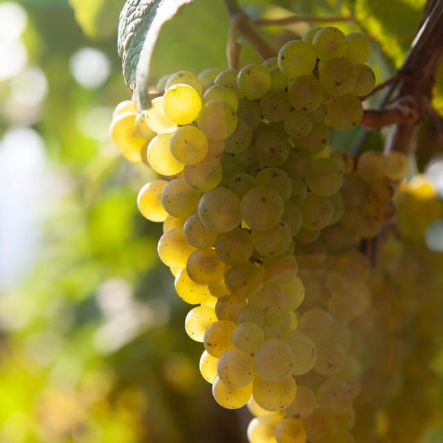 Discover the Essence of Txakoli Wine From San Sebastian