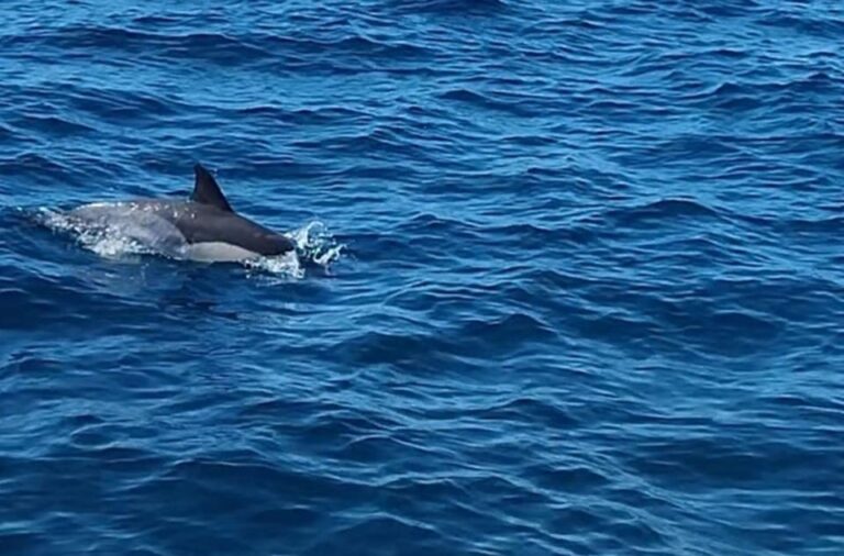 Dolphin Sighting, La Línea De La Concepción