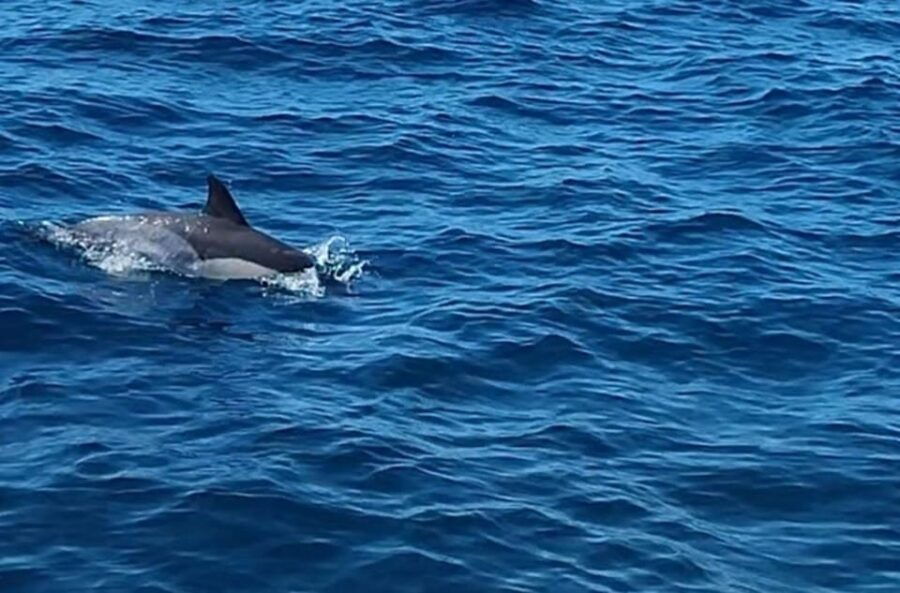 Dolphin Sighting, La Línea De La Concepción - Tour Overview and Highlights