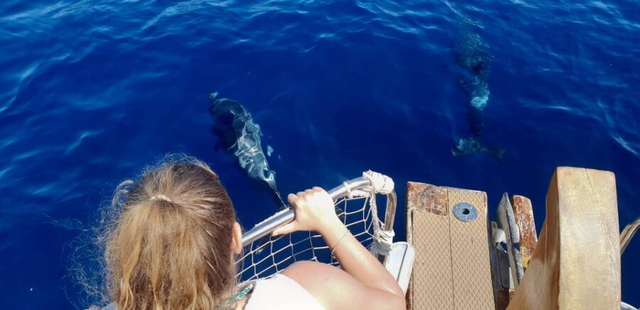 Estepona: Dolphin Search Boat Trip With Drink and Snacks - The Dolphin Search Boat Trip