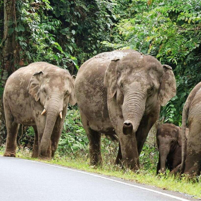 From Bangkok: Khao Yai National Park Day Trip - Trip Overview