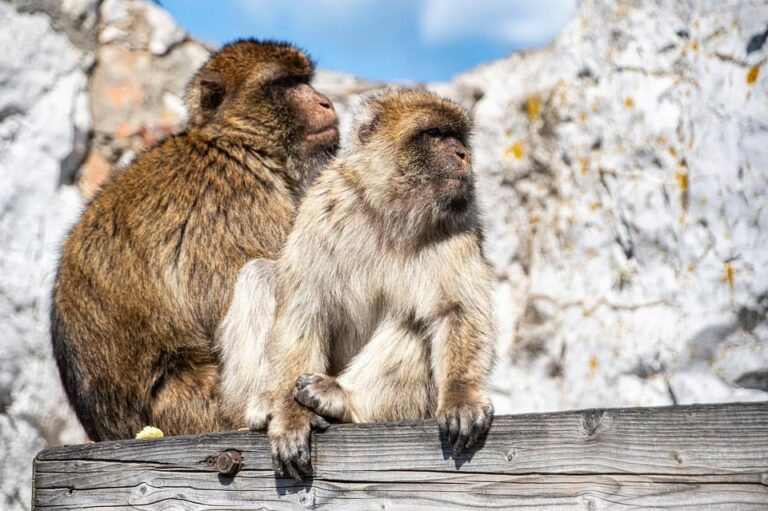 From Benalmadena: Gibraltar Day Trip