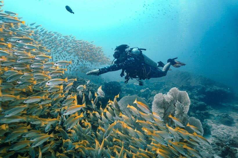 From Phi Phi: Beginner Scuba Diving Day Trip With 2 Dives - Overview and Pricing
