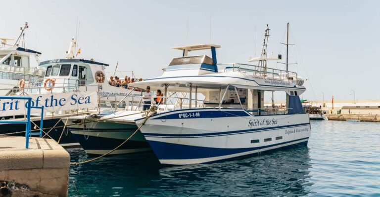 From Puerto Rico De Gran Canaria: Dolphin Watching Cruise