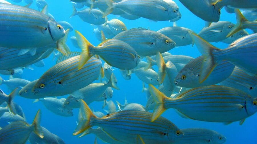 From San Teodoro: Snorkeling in Tavolara and Molara - Overview of the Snorkeling Experience