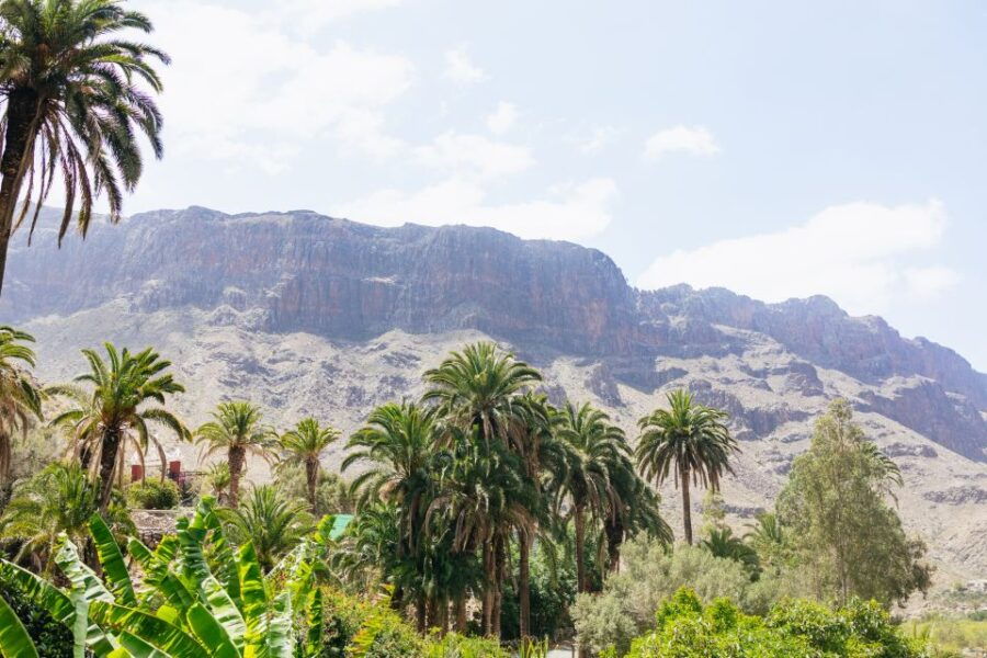 Gran Canaria: Camel Ride Safari W/ Optional Food & Transport - Activity Overview