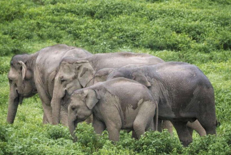 HUA HIN : Kui Buri Wild Elephant Watching (Private 4 Pax Up)