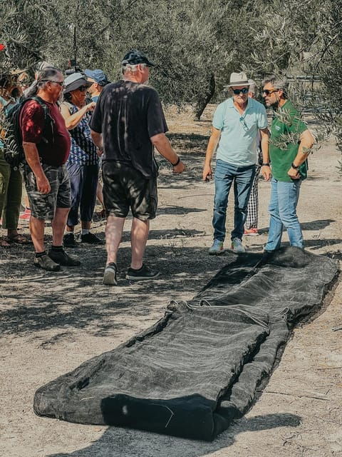 Jaén: Guided Olive Grove Tour - Tour Overview and Pricing