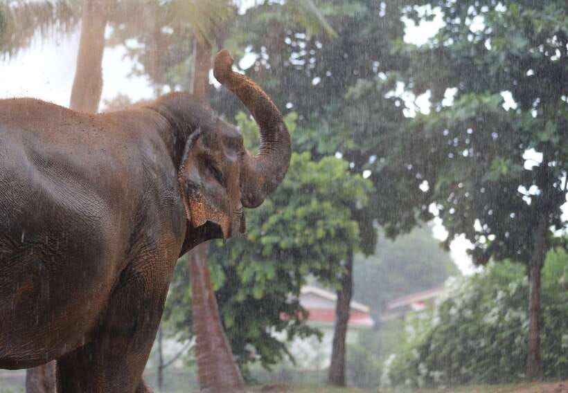 Khao Lak: Ethical Elephant Sanctuary Overnight Adventure - Overview and Pricing