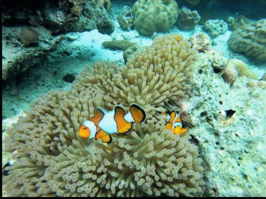 Khao Lak: Surin Islands Snorkeling Trip by Speedcatamaran - Trip Overview and Details