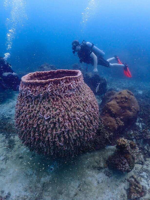 Koh Samui: Dive Tour to Koh Tao