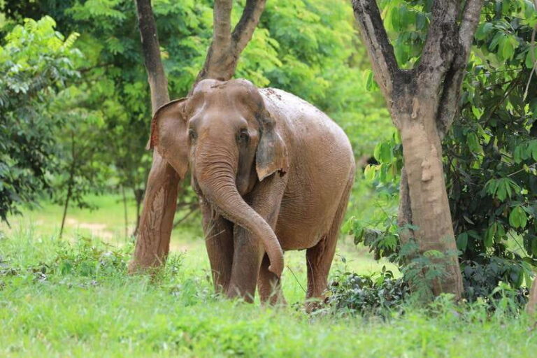Koh Samui: Ethical Elephant Sanctuary Tour With Buffet Lunch