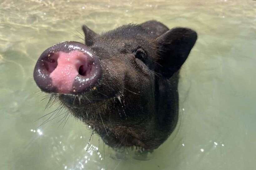 Koh Samui: Private Longtail Boat to Pig Island With Snorkel - Activity Overview