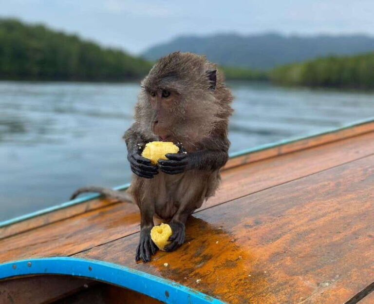 Krabi: Mangroves and Khao Kanab Nam Cave Tour With Lunch