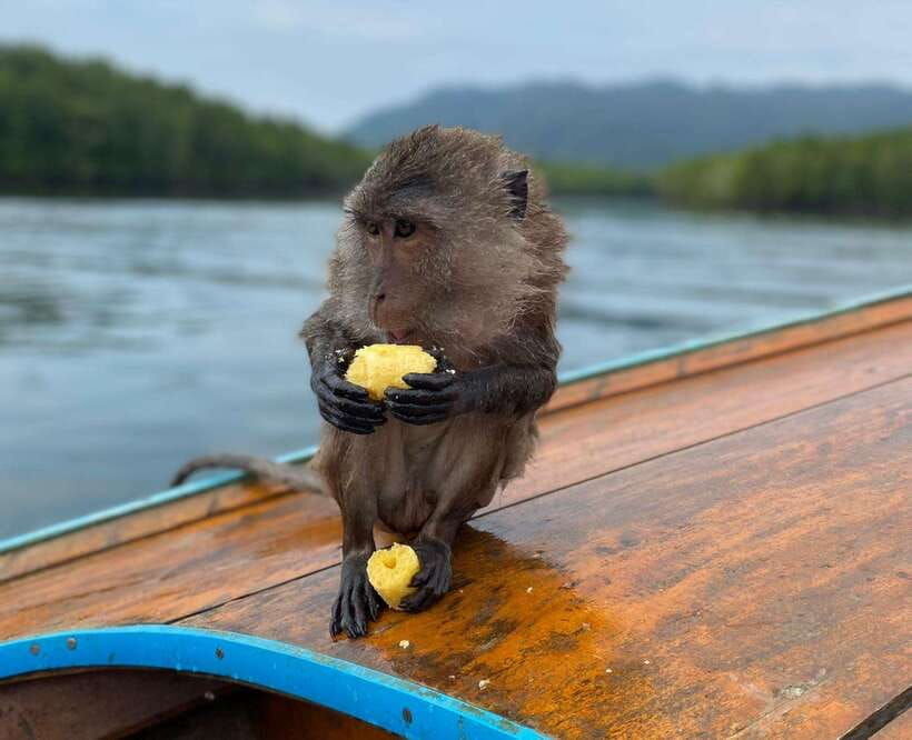 Krabi: Mangroves and Khao Kanab Nam Cave Tour With Lunch - Tour Overview