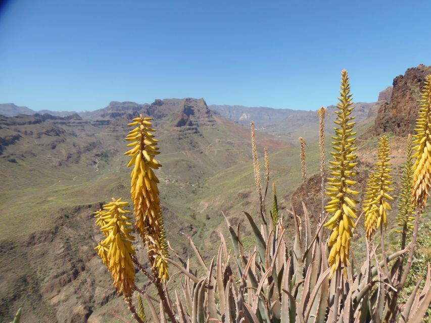 Las Palmas: Maspalomas to the Tejeda Mountains Grand Tour - Tour Overview and Pricing