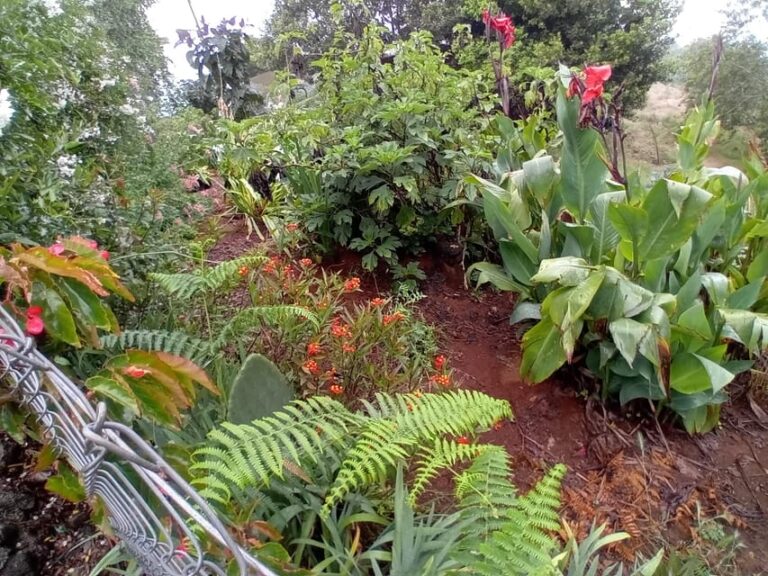 Laurisilva Forest: Hiking and Canarian Cider Tasting