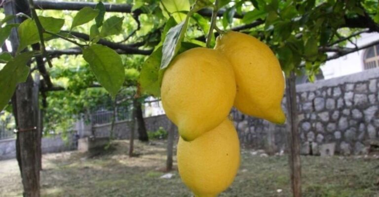 Lemon Experience With Limoncello Demonstration