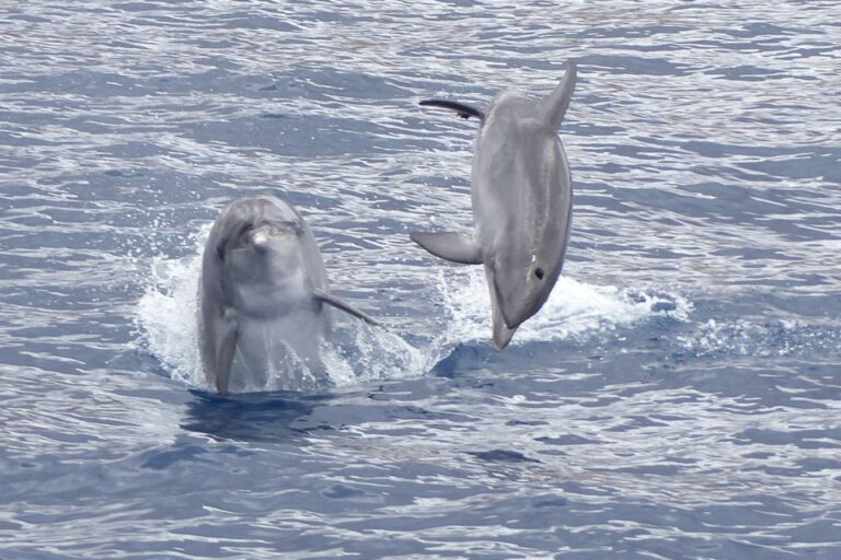 Los Cristianos: Respectful No-Chase Whale and Dolphin Cruise