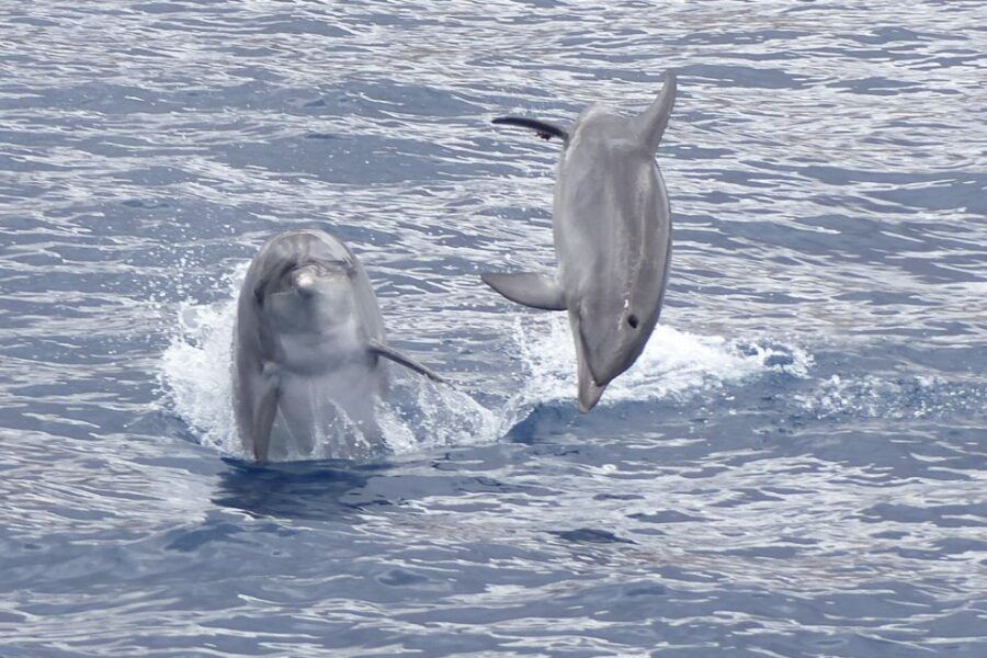 Los Cristianos: Respectful No-Chase Whale and Dolphin Cruise - Cruise Overview and Pricing