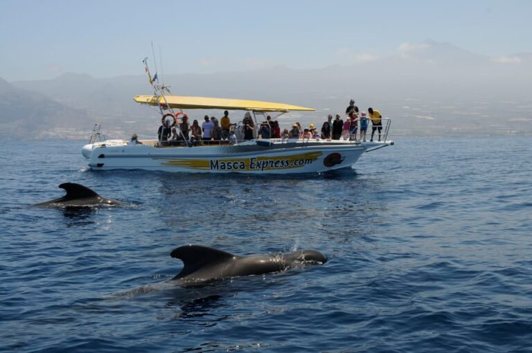 Los Gigantes: Dolphin & Whale Watching Cruise With Swim Stop