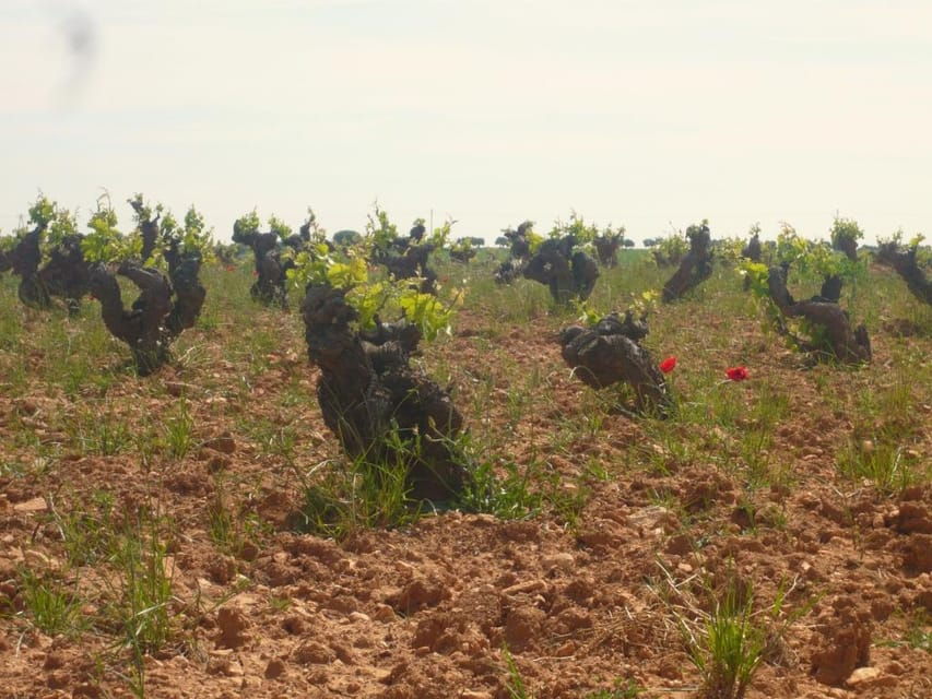 Madrid: Regional Madrid Wineries Guided Tour and Tastings - Tour Overview