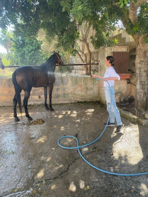 Mallorca: , Mallorcan Sunset, Horseback Riding, With Drinks - Activity Overview